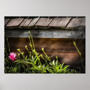 Poster Araignée - Web de Charlottes