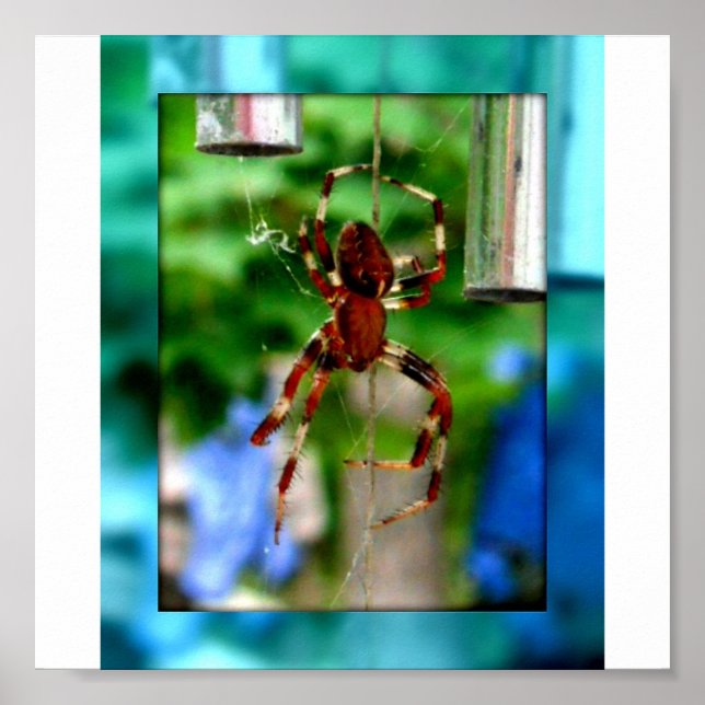 Poster araignées (Devant)