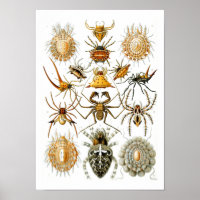 Araignées, Ernst Haeckel Fine Art