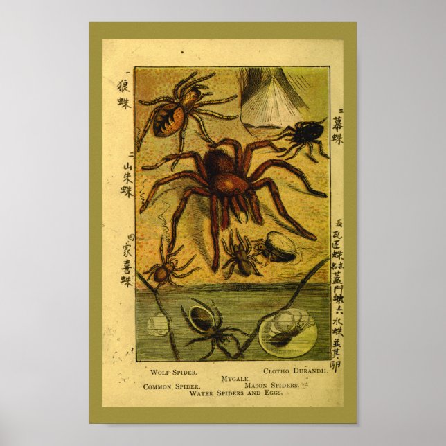Poster Araignées vintages Tarantula Histoire naturelle Im (Devant)