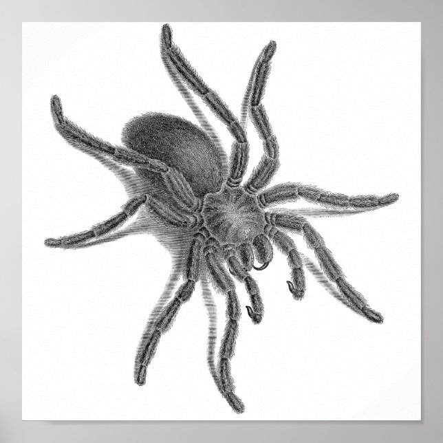 Poster Aranea Avicularia, Black Cuban Spider (Devant)
