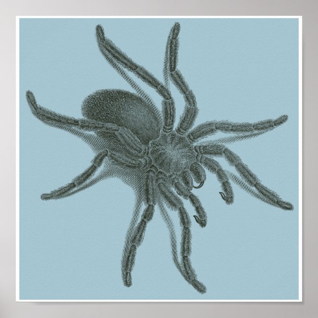 Poster Aranea Avicularia, Black Cuban Spider (Devant)