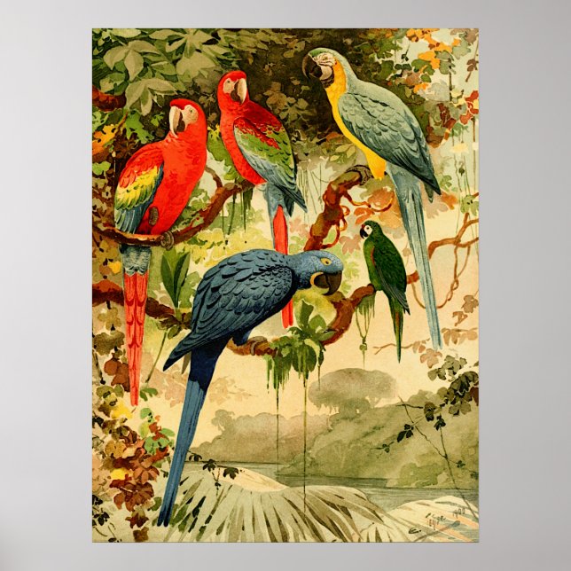 Poster Aráras, Emil August Göldi (1900-1906) (Devant)