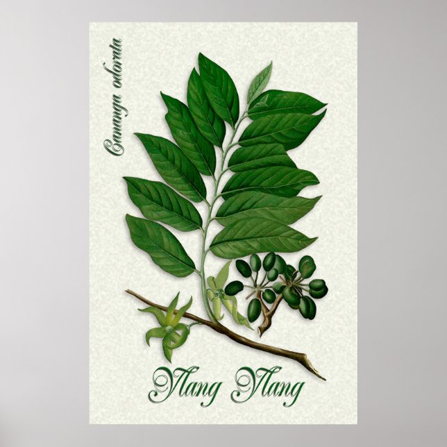 Poster Araromathérapie botanique illustration de Ylang Yl (Devant)