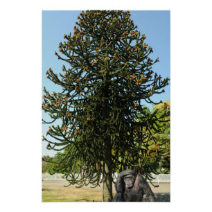 Poster Araucaria du Chili.