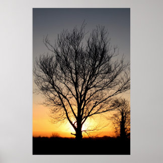 Poster Arborescence
