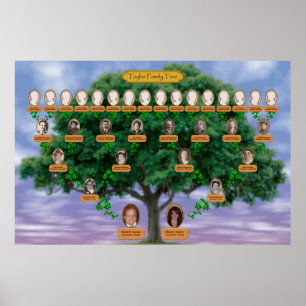 Poster Arborescence de la famille Taylor