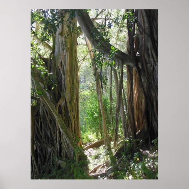 Poster Arborescence des figues (Devant)