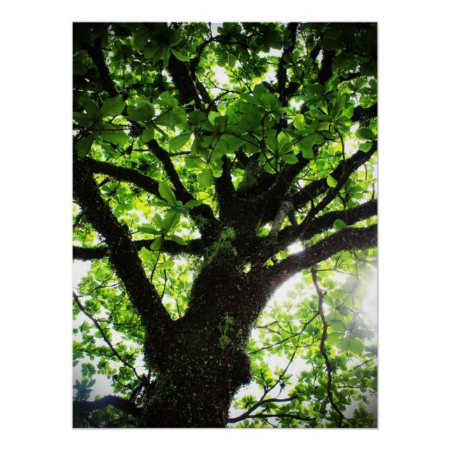 Poster Arbre (Devant)