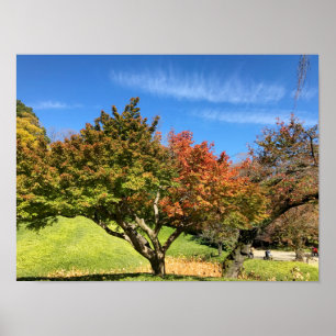 Poster Arbre à érable coloré en automne