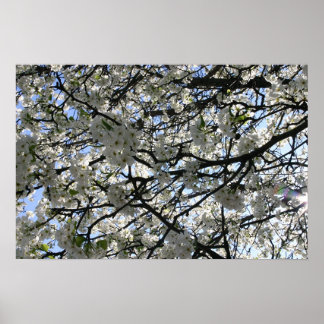 Poster Arbre à fleurs