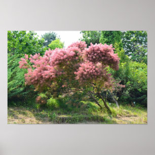 Poster Arbre à fumée pourpre