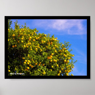Poster Arbre à mandarines sous un ciel bleu