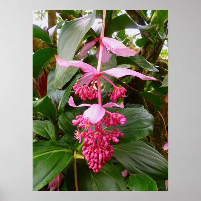 Poster Arbre à orchidées malaisien (Devant)