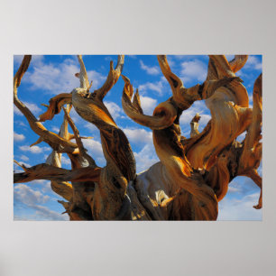 Poster Arbre à pin bristlecone