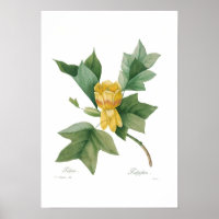 Arbre à tulipes