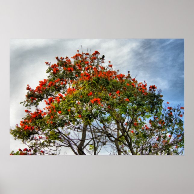 Poster Arbre à tulipes africaines. (Devant)