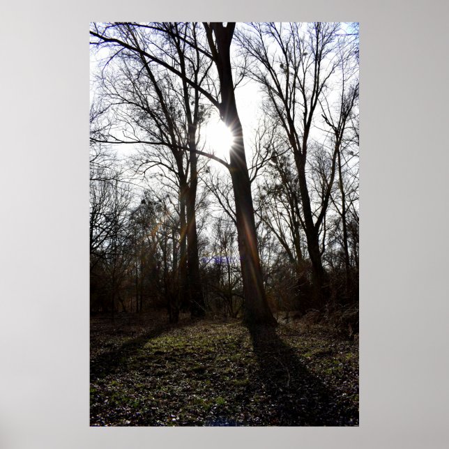 Poster Arbre ancien, Soleil d'hiver (Devant)