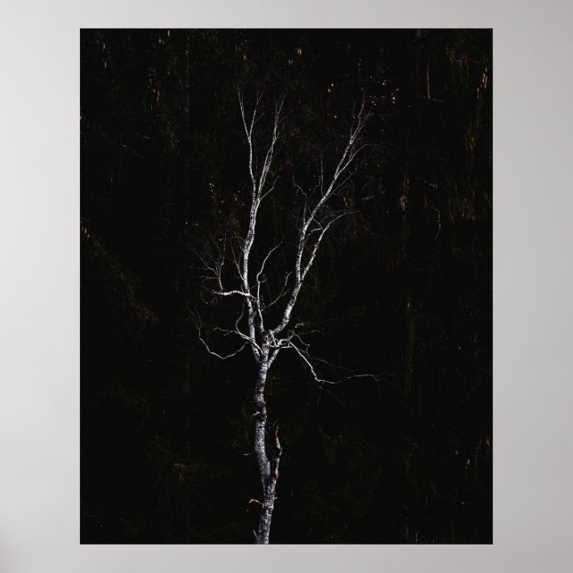Poster Arbre blanc solitaire (Devant)