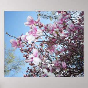 Poster Arbre cerise en fleurs
