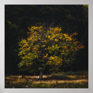 Poster Arbre coloré d'automne