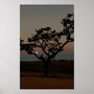 Poster Arbre Coucher de Soleil Mur Nature Photographie Ru