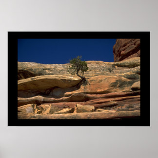 Poster Arbre dans le mur