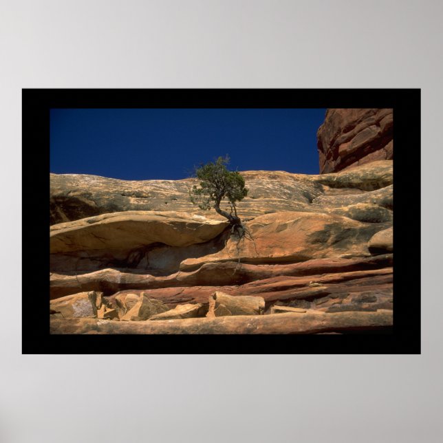 Poster Arbre dans le mur (Devant)