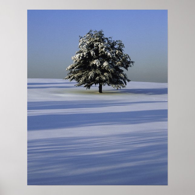 Poster Arbre dans le paysage couvert de neige (Devant)
