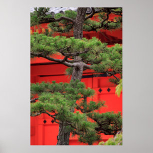 Poster Arbre de Bonsai