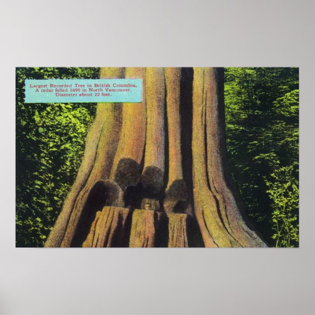 Poster Arbre de cèdre le plus grand enregistré en Colombi (Devant)