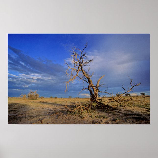 Poster Arbre de Chameau Mort (Acacia Erioloba) (Devant)