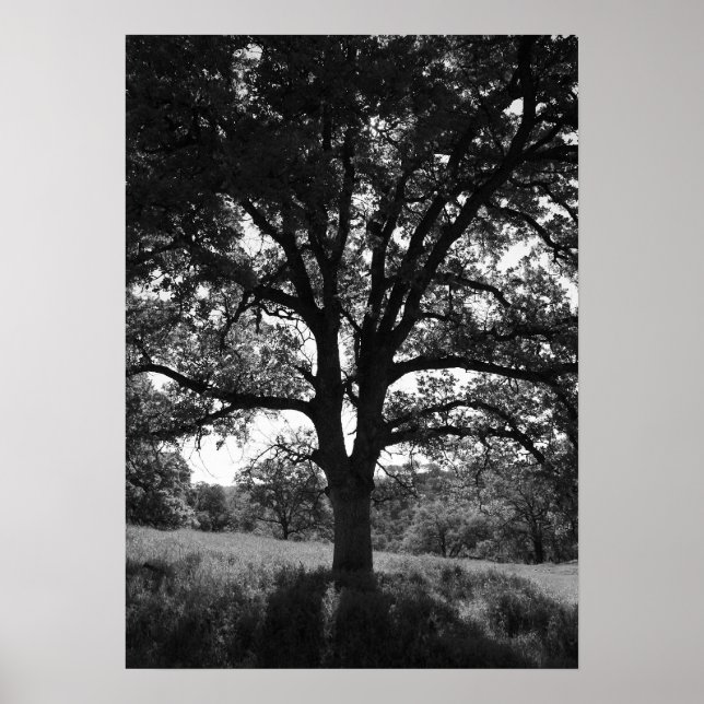 Poster Arbre de chêne, prairie de printemps, noir et blan (Devant)