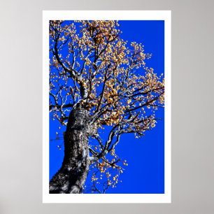 Poster Arbre de Chinaberry contre le ciel azuré