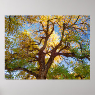 Poster Arbre de Cottonwood   Parc national de Capitol Ree