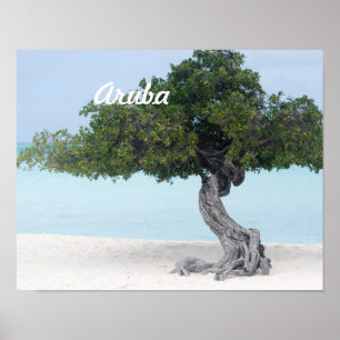 Poster Arbre de Divi Divi