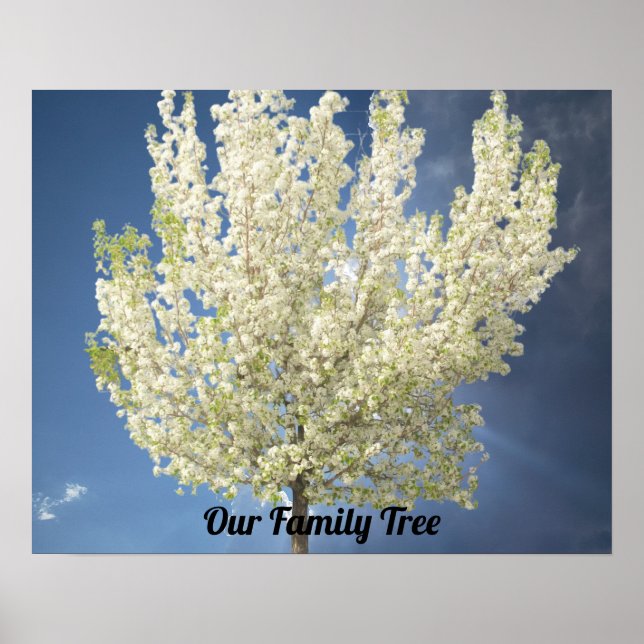 Poster Arbre de famille photo Arbre de floraison blanche  (Devant)