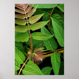 Poster Arbre de feuille de ciel