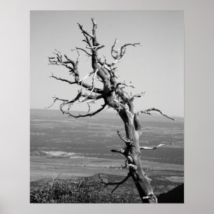 Poster Arbre de genévrier noir et blanc brûlé 16x20