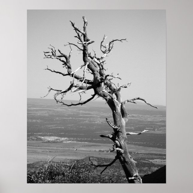 Poster Arbre de genévrier noir et blanc brûlé 16x20 (Devant)