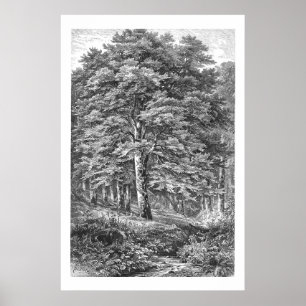 Poster Arbre de hêtre vintage des années 1800