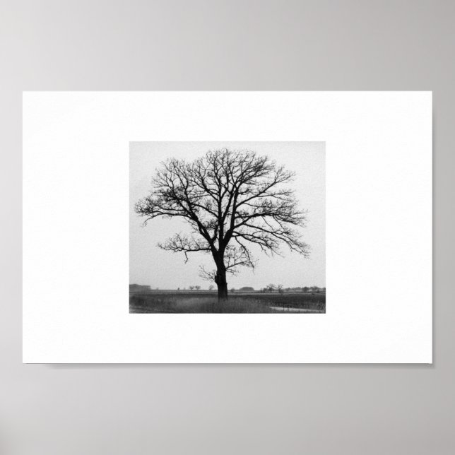 Poster Arbre de la mort (Devant)