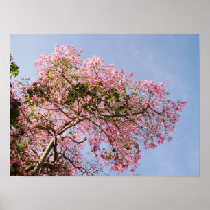 Poster Arbre de la soie en fleurs