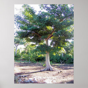 Poster Arbre de l'affiche Sagdom