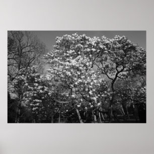 Poster Arbre de Magnolia en Fleur (B&W)