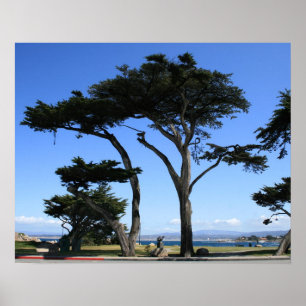 Poster Arbre de Monterey Cypress, photo de littoral