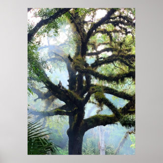 Poster Arbre de Mossy dans le brouillard