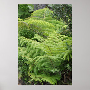 Poster Arbre de Ponga de la Ferme de Nouvelle-Zélande