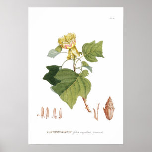 Poster Arbre de tulipe