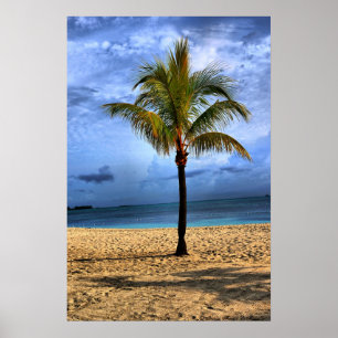 Poster Arbre des îles